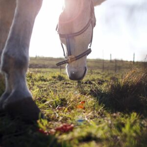 Horse Care